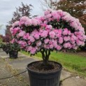 Rhododendron yakushimanum - 3