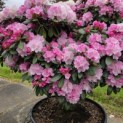 Rhododendron yakushimanum - 2
