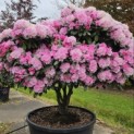 Rhododendron yakushimanum - 1