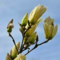 Magnolia 'Yellow River' - 6
