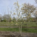 Magnolia 'Yellow River' - 4