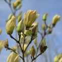 Magnolia 'Yellow River' - 5