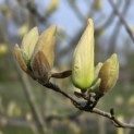 Magnolia 'Yellow River' - 3