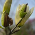 Magnolia 'Yellow River' - 7