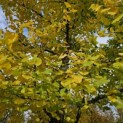 Ginkgo biloba - 2