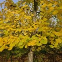 Ginkgo biloba - 1