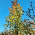 #602 Liquidambar styraciflua Mehrstämmiger Amberbaum