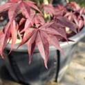 Acer palmatum 'Bloodgood' - 9