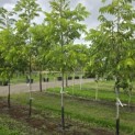 Carya illinoinensis 'Wichita' - Foto 1