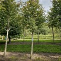 Amelanchier arborea 'Robin Hill' - Foto 6