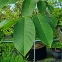 Juglans regia - blad