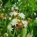 Heptacodium miconioides - Foto 6