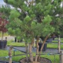 Pinus sylvestris - 4