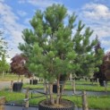 Pinus sylvestris - 5