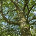Fagus sylvatica - 1