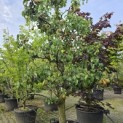 Pyrus c. 'Conference' - 1