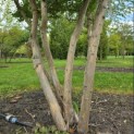 Lagerstroemia indica 'Rosea' - 2