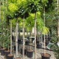 Quercus Palustris 'Green Dwarf' - Foto 4