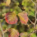 Hamamelis x intermedia 'Feuerzauber' - Foto 6