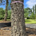 Quercus suber - 5