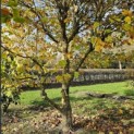 Platanus hispanica - Foto 6