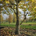Platanus hispanica - Foto 8