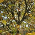 Platanus hispanica - Foto 7