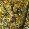 Platanus hispanica - Foto 5