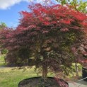 Acer palmatum 'Garnet' - 3