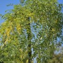 Sophora Japonica 'Pendula' - 3