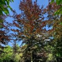 Fagus sylvatica 'Atropunicea' - Foto 2