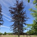 Fagus sylvatica 'Atropunicea' - Foto 1