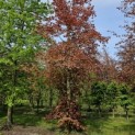 Fagus sylvatica Atropunicea - 2