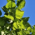 Catalpa bignonioides - zomerblad