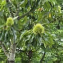 Castanea sativa 'Lyon' - Foto 1