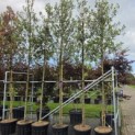Quercus ilex - Foto 1
