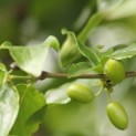 Cornus Mas