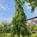 Taxodium distichum 'Pendulum' - Foto 3