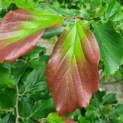 Parrotia persica 'Vanessa' - Foto 4