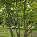 Cornus controversa - 1