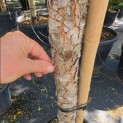 Pinus sylvestris - Foto 1