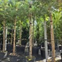 Pinus sylvestris - Foto 2