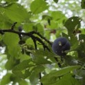 Prunus domestica 'Bleue de Belgique' - Foto 2