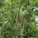 Prunus domestica 'Bleue de Belgique' - Foto 1