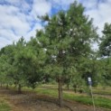 Pinus sylvestris - 5