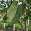 Juglans regia 'Cyril' - Foto 4
