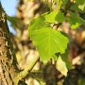 #137 Betula nigra Schwarze Birke