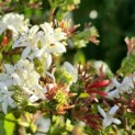 Heptacodium miconioides - Foto 1
