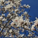 Magnolia loebneri 'Merrill' - 1