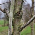 Prunus avium 'Regina' - 1